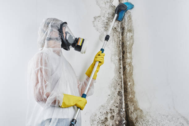 Best Best Mold Removal Companies  in Rio Vista, TX